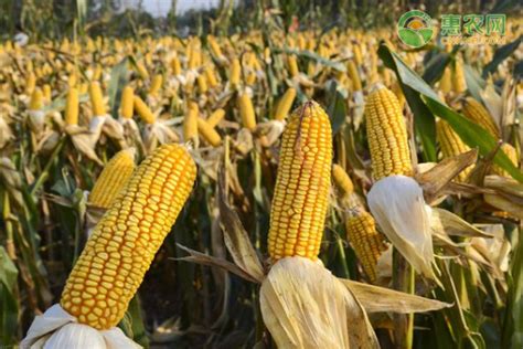 新疆有哪些高产玉米品种 - 农敢网