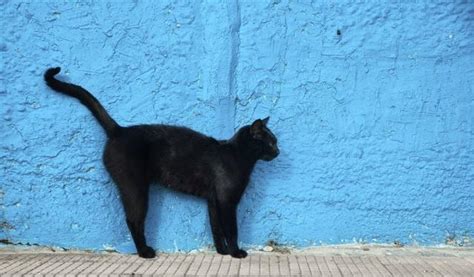 家里为什么不能养黑猫？这个要相信科学-我的宠舍