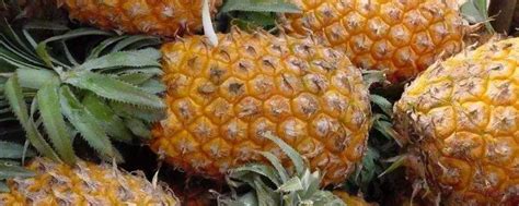 菠萝怎么种植方法水养可以吗 —【发财农业网】