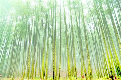 茂林修竹 今天来说说最喜欢的竹子的诗句吧~|诗句|竹子|抱一抱_新浪新闻