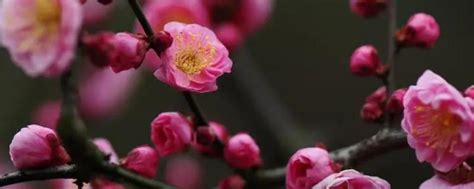 鲜花常识:梅花的精神品质和特点_好花网