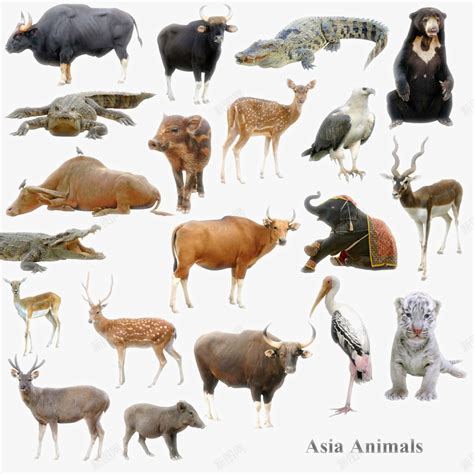 陆地动物生物png图片免费下载-素材7SykVPjPa-新图网