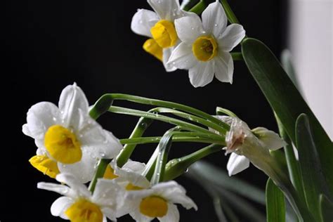 波斯菊(波斯菊代表什么) - 养花经验
