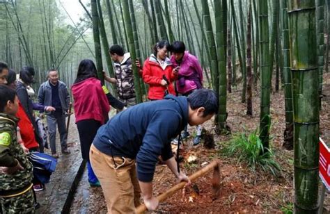 亲子挖笋体验活动进行时........._杭州东明山森林公园官方网站