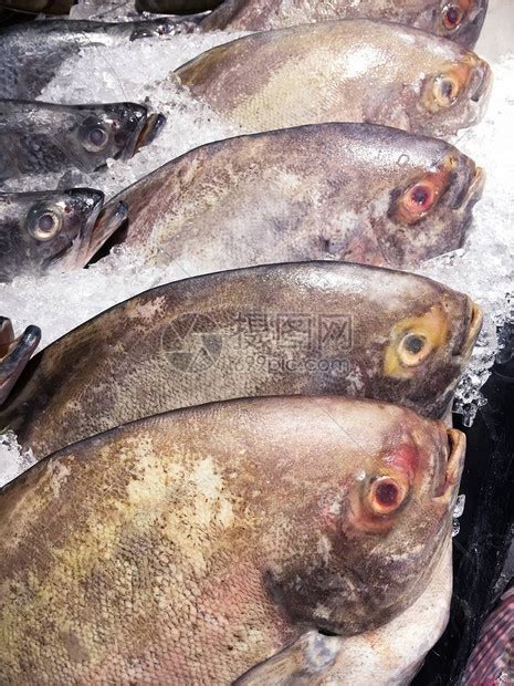 新鲜冰镇黑鲳鱼在市场上出售高清图片下载-正版图片505661441-摄图网
