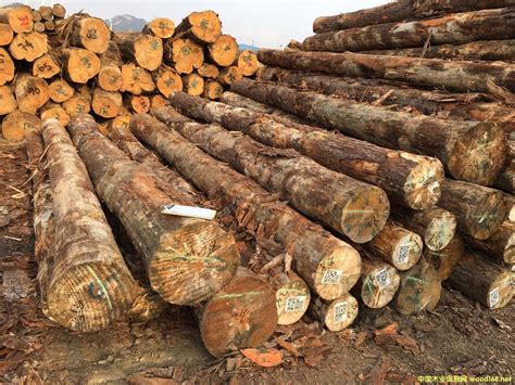 美国南方松原木价格表 5.9m*30cm 无节材 美国南卡美国进口木材,南方松-木业产品报价-木业快报