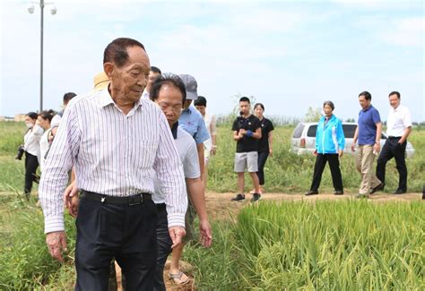 袁隆平离开了，他的“海水稻之梦”还在江苏继续-现代快报网