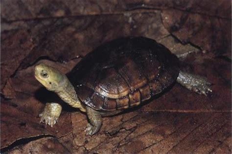 纯种南石龟鉴别方法 - 文章