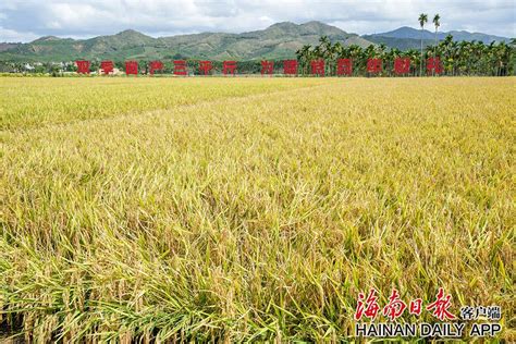 三亚“稻”喜！首次实现杂交水稻年亩产4000斤-三亚新闻网-南海网