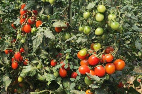 西红柿的种植方法_360新知