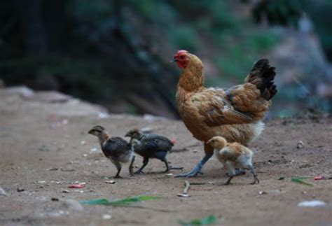 母鸡孵蛋的全过程，当小鸡破壳而出的那一瞬间，实在太卡哇伊了！