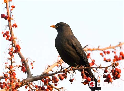 “百舌鸟”最新美照，快来欣赏！ - 潍坊新闻 - 潍坊新闻网