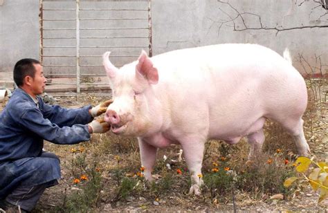 每头育肥猪所需的栏舍面积是多少？_养猪经验_中国保健养猪网