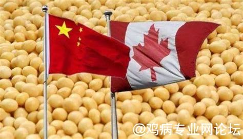 加拿大菜籽油损失53亿元 对华出口受阻，猪肉、大豆也滞销 - 行业信息交流/杂谈 鸡病专业网论坛