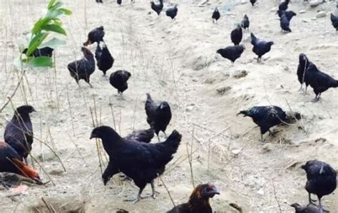 优质藏鸡价格-商品藏香鸡孵化-山南贡桑禽业发展有限责