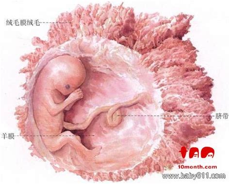胎儿发育标准对照表图最新（孕期怎么看懂胎儿大小，双顶径，股骨长，头围和腹围？(附对照表)） | 说明书网