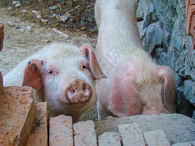 辽宁锦州首家国家级生猪养殖示范区建成 - 养猪新闻 - 中国养猪网-中国养猪行业门户网站
