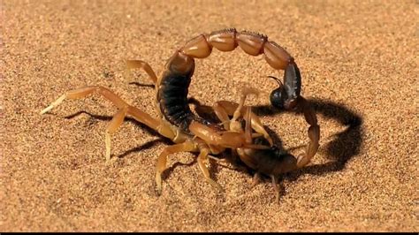 蝎子捕猎进食是种怎样的画风？ - 知乎