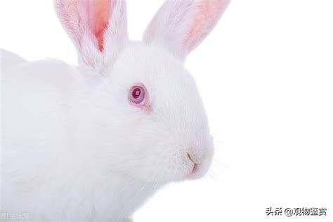 大白兔小白兔的故事图片 _飞翔号
