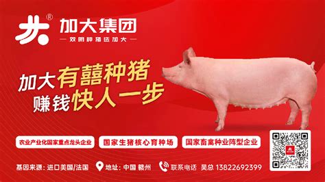 新牧网8月7日全国猪价：6省猪价上涨，全国均价8.82元/斤【加大种猪特约·全国猪价指数】 - 南方农村报