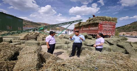 农业银行助环县“羊产业”茁壮成长--农金网