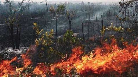 实拍巴西亚马孙雨林大火 浓烟滚滚满目苍夷