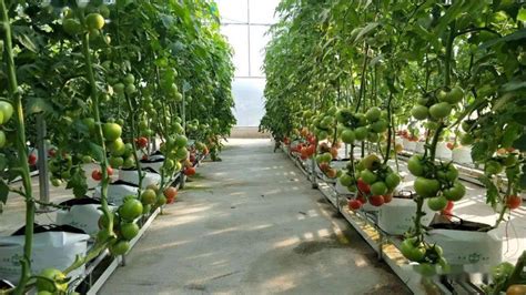 西红柿的种植方法_360新知
