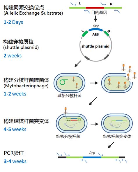 大肠杆菌噬菌体 Phi X174 BNCCBNCC273419 微生物菌种|北纳生物