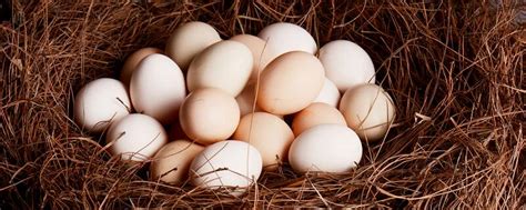 梦见母鸡下蛋捡鸡蛋什么意思 梦见母鸡下蛋捡鸡蛋预示什么 - 万年历