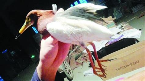 武汉市民路边捡到受伤怪鸟 专家称是保护动物池鹭_武汉_新闻中心_长江网_cjn.cn