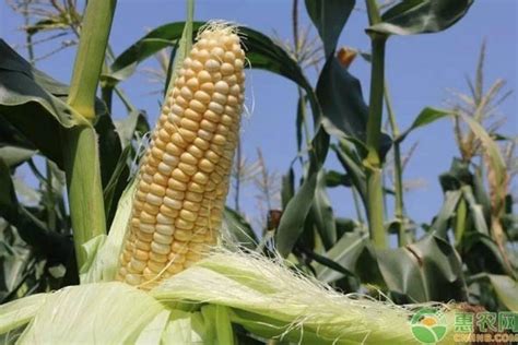白轴玉米品种,玉米品种,白轴高产玉米新品种(第2页)_大山谷图库
