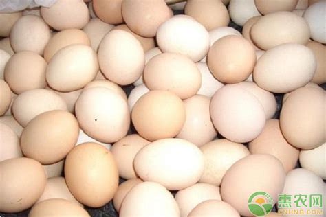 今日蛋价走势如何？2019年全国鸡蛋价格行情预测 - 惠农网