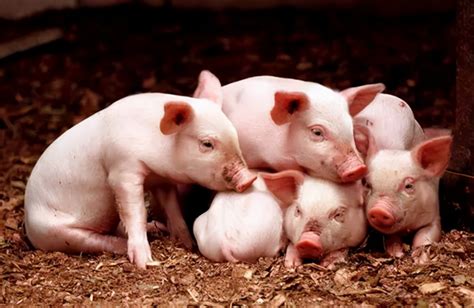 如何提高仔猪成活率确保养猪盈利-养猪课堂