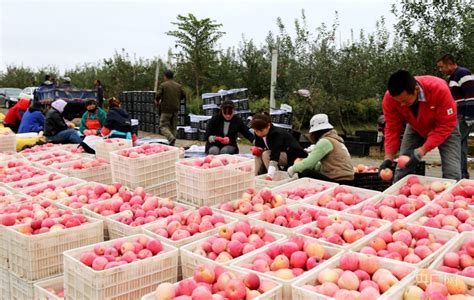 甘肃庆阳今年苹果总产量预计达144万吨-丝路明珠网