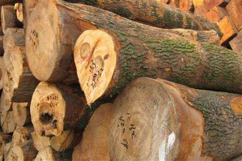 实行一树一档案 强化病虫害防治 开化县保护古树名木有“绝招”--开化新闻网