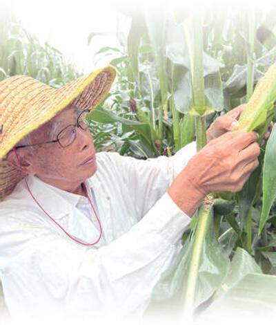 86岁玉米育种专家程相文—— 一天也离不开玉米