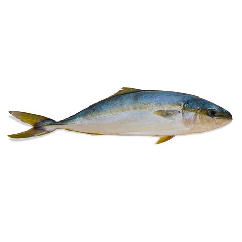 Hamachi, Sashimi Grade Yellowtail | Catalina OP Fish Market