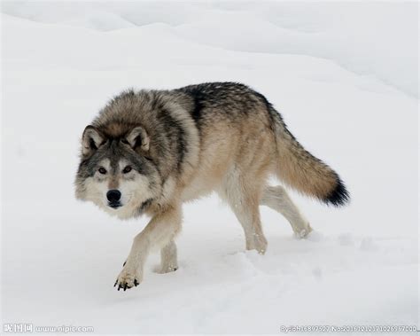 野生动物狼高清图片下载-正版图片307615297-摄图网