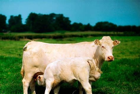 世界十大重型牛品种 契安尼娜牛体型最大，中国延边牛上榜 - 天空之境- 世情故事 - 手机读故事网