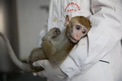 猴子教小猴使用智能手机 有模有样简直成精_氧视频_凤凰视频_凤凰网