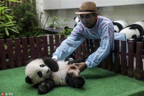 马来西亚新生大熊猫宝宝首亮相 小手捂耳朵表情萌翻了--图片频道--人民网