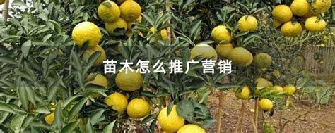 种树旺季，安徽宣州区苗木销售很好-行情分析-中国花木网