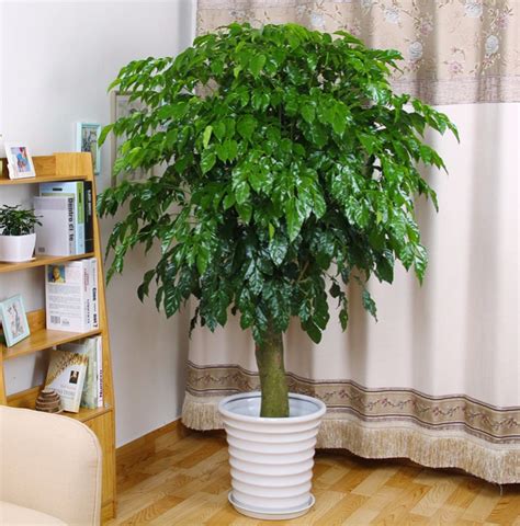 客厅放什么盆栽合适？我想在电视柜两边放盆栽，要那种大气好养活的？