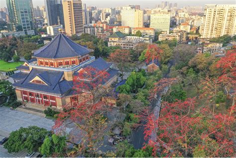 350年广州“木棉王”绽放，红透半边天！