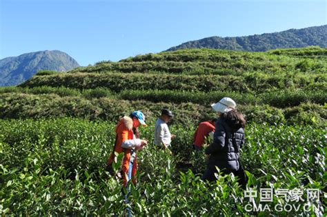 西藏林芝：开展墨脱茶叶生长期气象服务-中国气象局政府门户网站