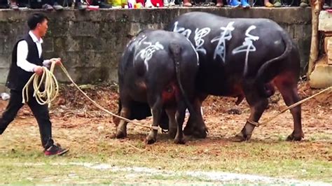 西班牙斗牛士火祭节上表演斗牛_腾讯视频