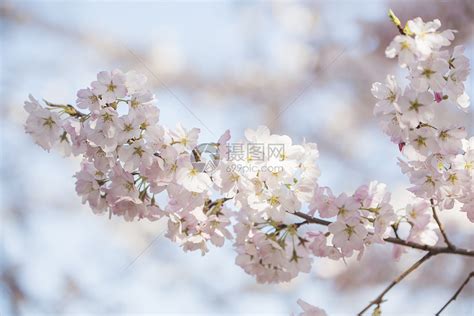 2021北京春季赏花：樱花