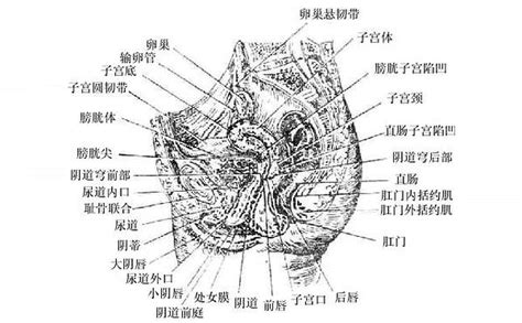 女性生殖系统解剖图设计图__其他_广告设计_设计图库_昵图网nipic.com