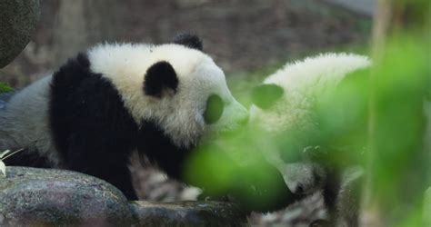 可爱的国宝大熊猫幼崽崽在一起玩耍视频素材_ID:VCG2218274466-VCG.COM