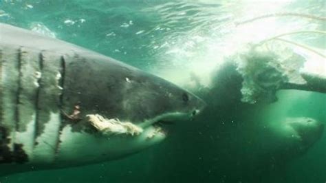 《食人鲨（Maneater）》试玩前瞻：一条传奇鲨鱼的诞生 - 知乎